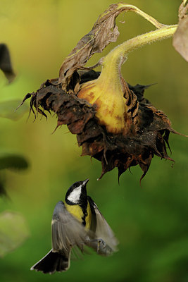 BUITEN BEELD Foto: 106646