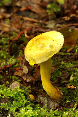 BUITEN BEELD Foto: 106655
