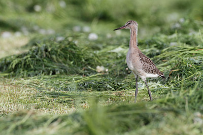 BUITEN BEELD Foto: 106661