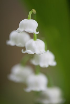 BUITEN BEELD Foto: 106726