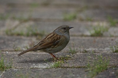 BUITEN BEELD Foto: 106732