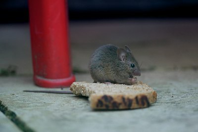 BUITEN BEELD Foto: 106741