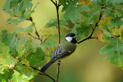 BUITEN BEELD Foto: 106742