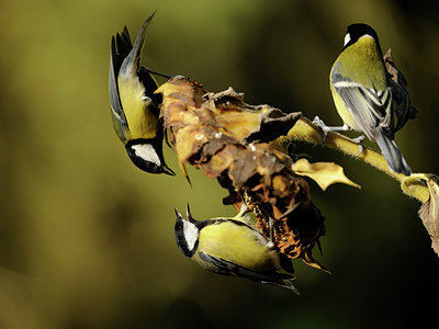 BUITEN BEELD Foto: 106745