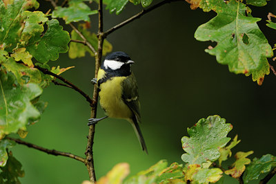 BUITEN BEELD Foto: 106746