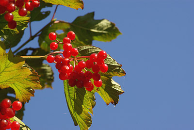 BUITEN BEELD Foto: 106765