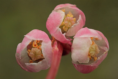 BUITEN BEELD Foto: 106787