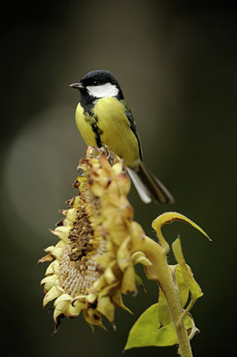 BUITEN BEELD Foto: 106798
