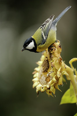 BUITEN BEELD Foto: 106799