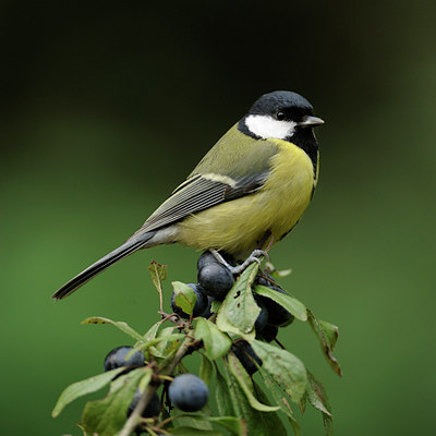 BUITEN BEELD Foto: 106812