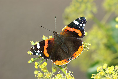 BUITEN BEELD Foto: 106837