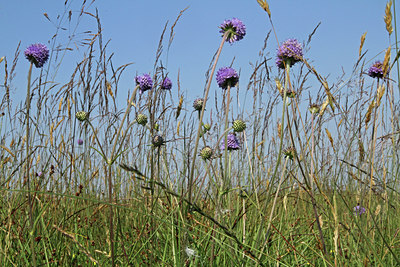BUITEN BEELD Foto: 106844