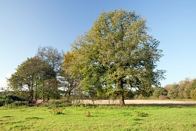 BUITEN BEELD Foto: 106849