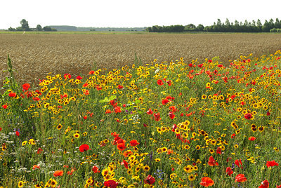 BUITEN BEELD Foto: 106854