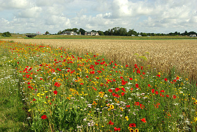 BUITEN BEELD Foto: 106855