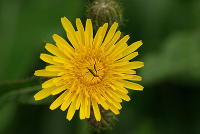 BUITEN BEELD Foto: 106857