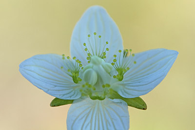 BUITEN BEELD Foto: 106875