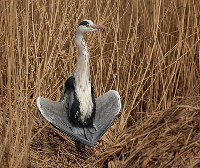 BUITEN BEELD Foto: 106893