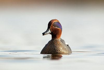 BUITEN BEELD Foto: 106896