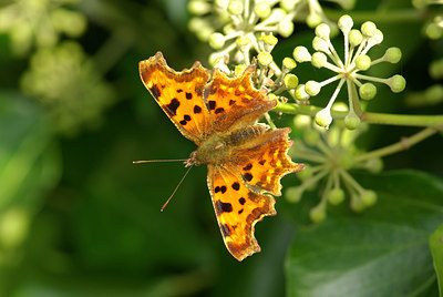 BUITEN BEELD Foto: 106928