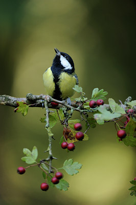 BUITEN BEELD Foto: 106935