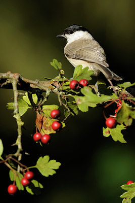 BUITEN BEELD Foto: 106940