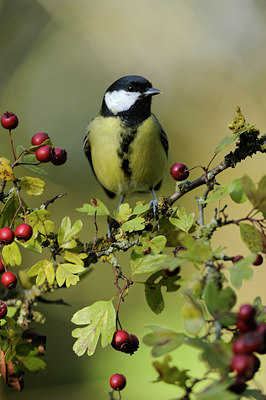 BUITEN BEELD Foto: 106942