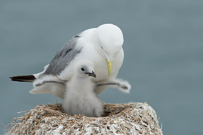 BUITEN BEELD Foto: 106950