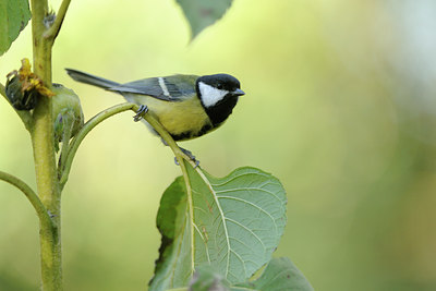 BUITEN BEELD Foto: 106963