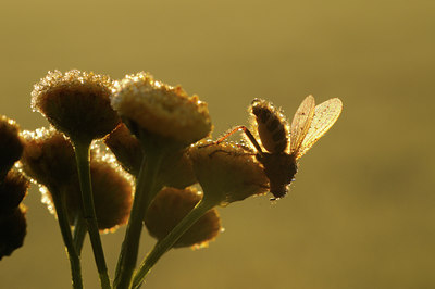 BUITEN BEELD Foto: 106988