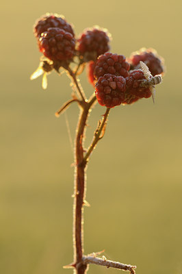 BUITEN BEELD Foto: 106990