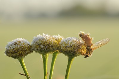 BUITEN BEELD Foto: 106991