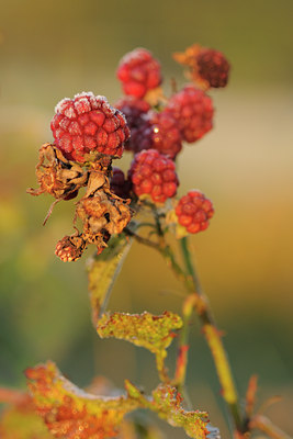 BUITEN BEELD Foto: 106995