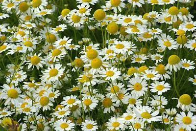 BUITEN BEELD Foto: 107026