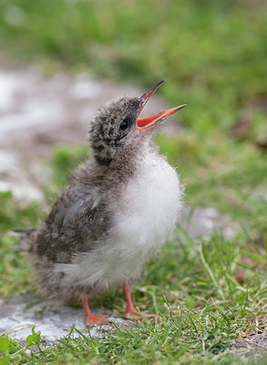 BUITEN BEELD Foto: 107057