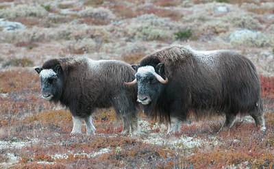 BUITEN BEELD Foto: 107074