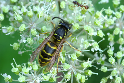 BUITEN BEELD Foto: 107077