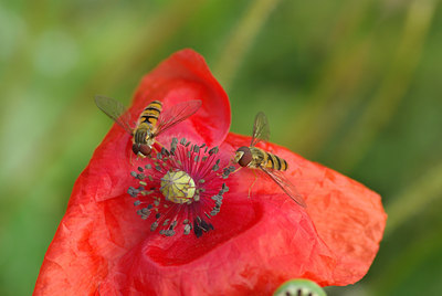 BUITEN BEELD Foto: 107085