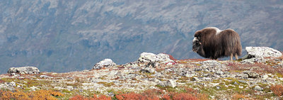 BUITEN BEELD Foto: 107093