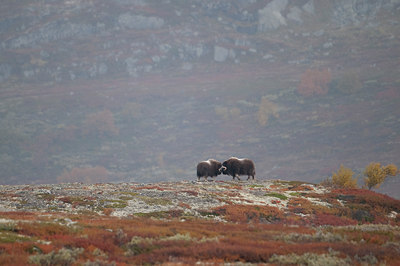 BUITEN BEELD Foto: 107095