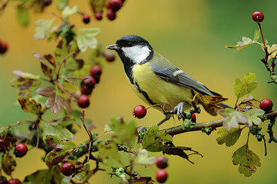 BUITEN BEELD Foto: 107104
