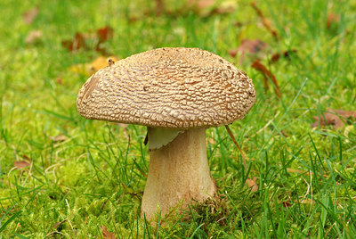 BUITEN BEELD Foto: 107108