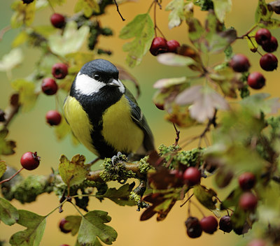 BUITEN BEELD Foto: 107111