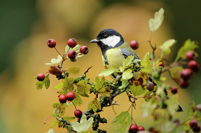 BUITEN BEELD Foto: 107112