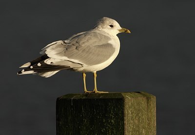 BUITEN BEELD Foto: 107114
