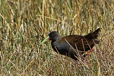 BUITEN BEELD Foto: 107133