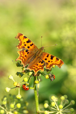 BUITEN BEELD Foto: 107134