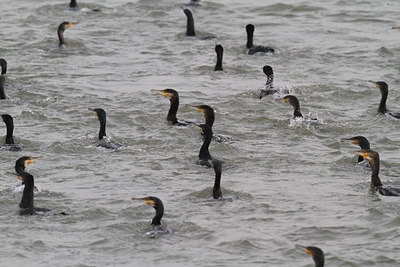 BUITEN BEELD Foto: 107218