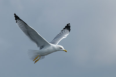 BUITEN BEELD Foto: 107264