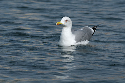 BUITEN BEELD Foto: 107265